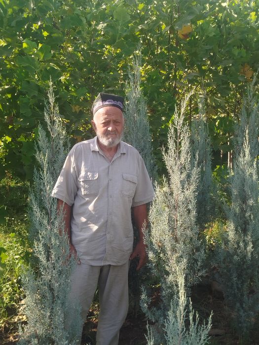 Archa va lola kochatlari sotiladi