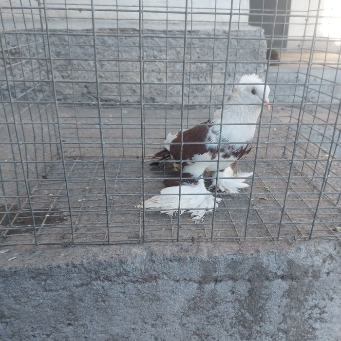 Боки самец лохманоги