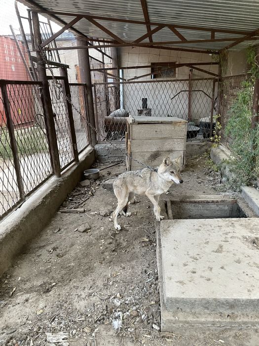 Волчица Кызылординских степей