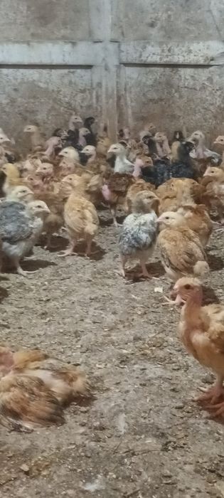 Gâște pui rasă mixta și puice ouătoare de vânzare