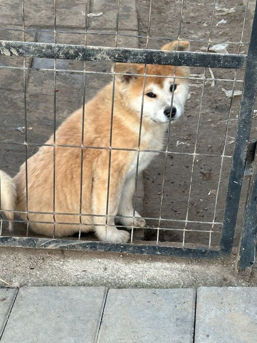 Puiuți Akita inu japonez