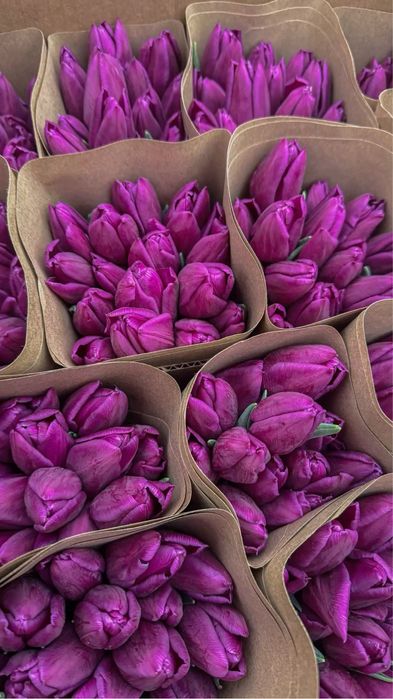 Большие тюльпаны | Астана