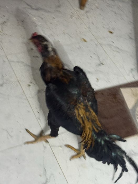 жужа хороз сотилади