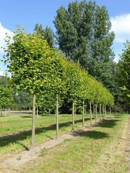 Vand copaci ornamentali mesteacan-tei-platan-frasin