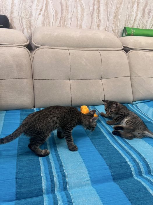 Котятя в добрые руки