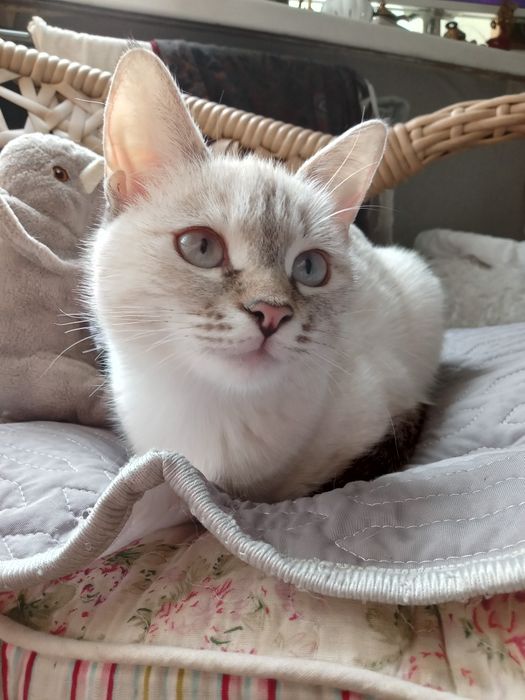 Продам тайскую кошечку