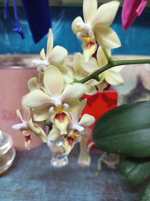 Орхидея фаленопсис