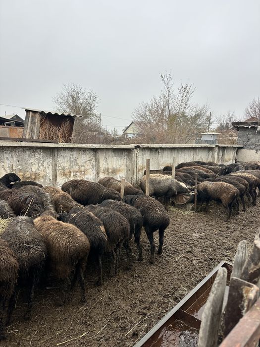 Қойлар сатылады откормда тұр
