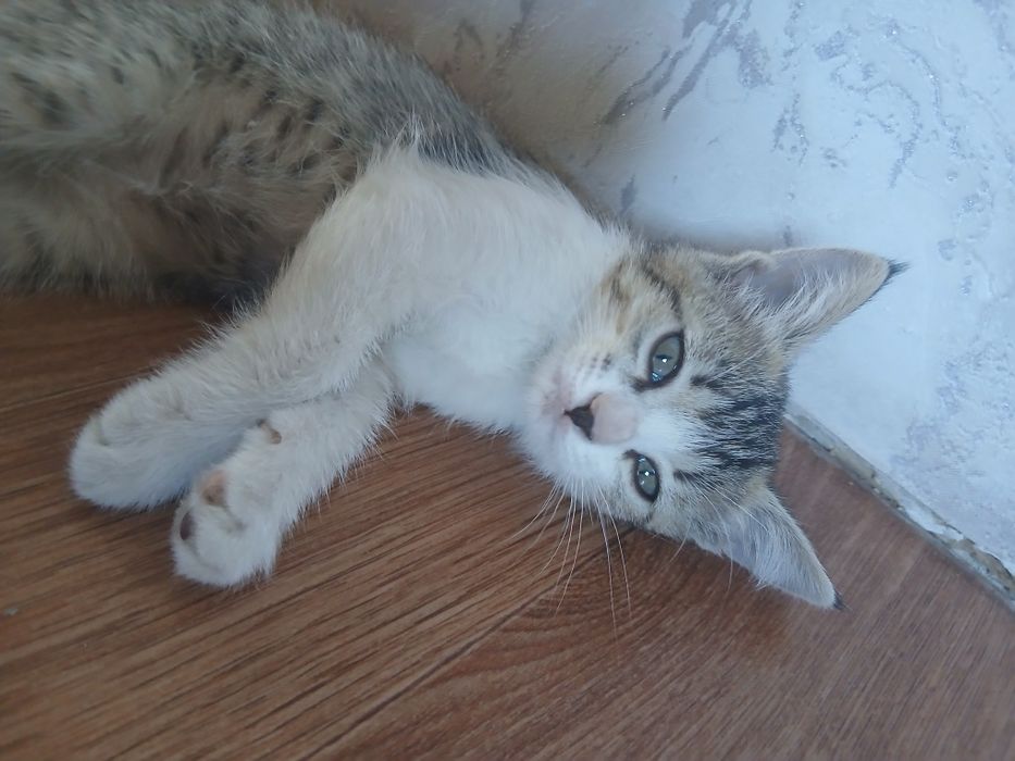 Кошка 3 месяца девочка