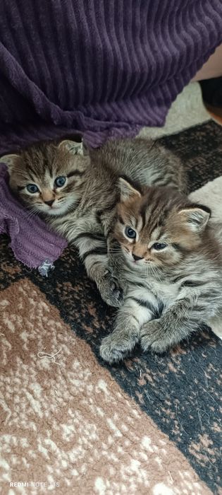 Продам котенка девочку