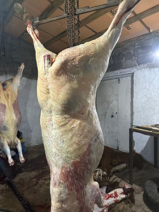 Согым. Конина. Жылқы еті