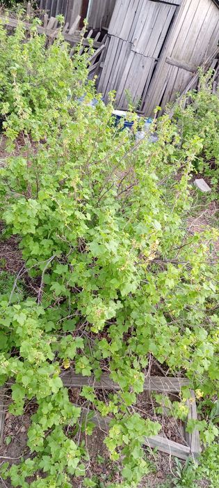 Продам дачу сад Яблонька