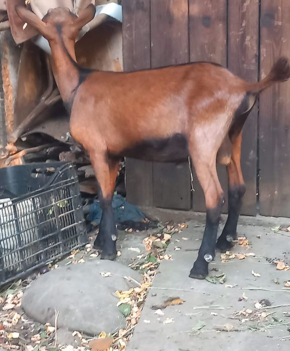 Iezi Alpină Franceză și Metiși