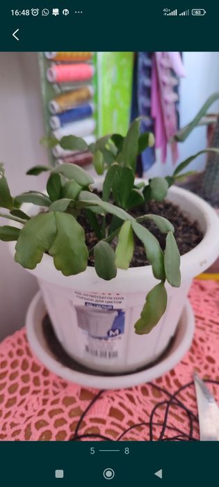 Продам комнатные растения