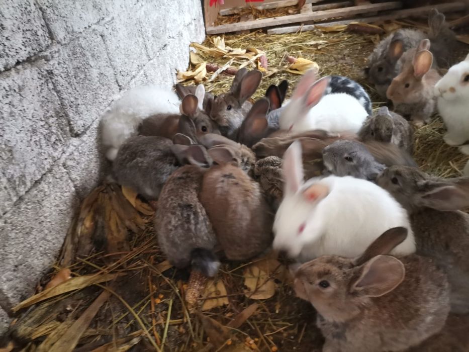 Iepurași de vârste și rase diferite