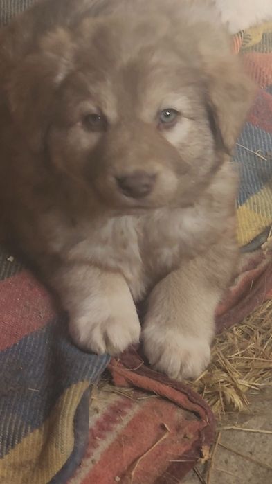 Щенки ищут дом: 2 мальчика  и  девочка