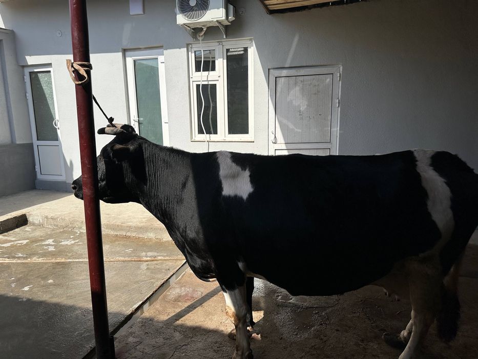 Sigir rossiyski paroda sotiladi