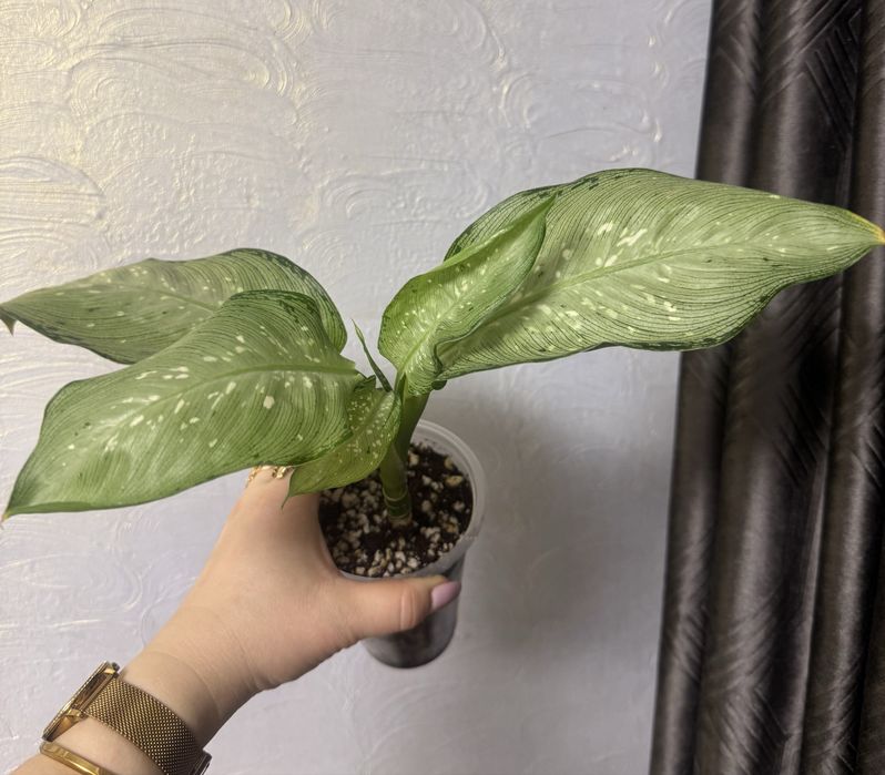 Диффенбахия Мемория Корси