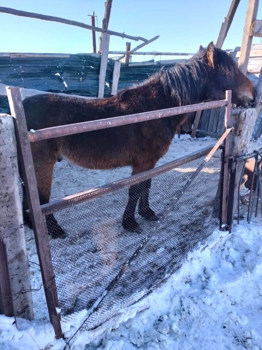 Продам лошадей акжарский район ащиколь