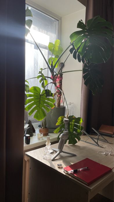 Монстера 1,6м в высоту