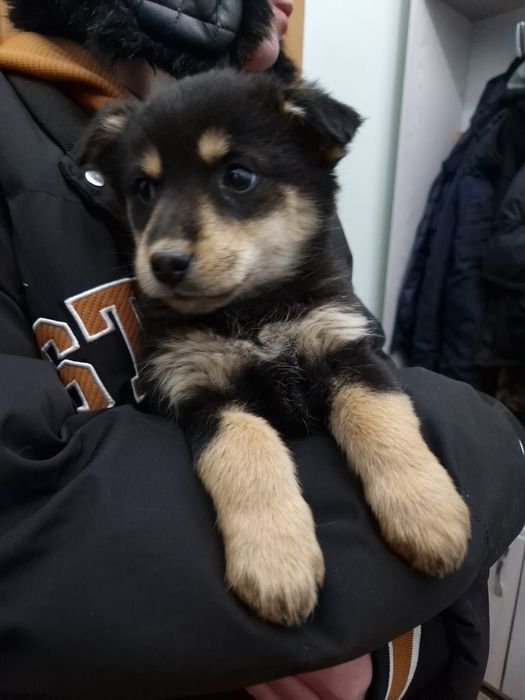 Отдам Щеноков бесплатно