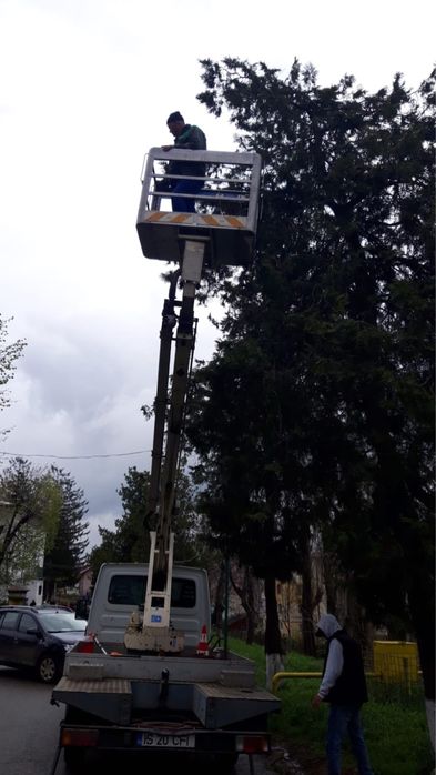 Taiere , Toaletari copaci , defrisari.