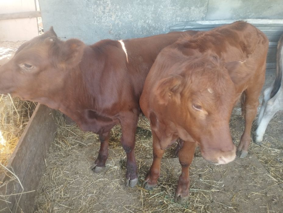 Продам бычка и 2 телочки