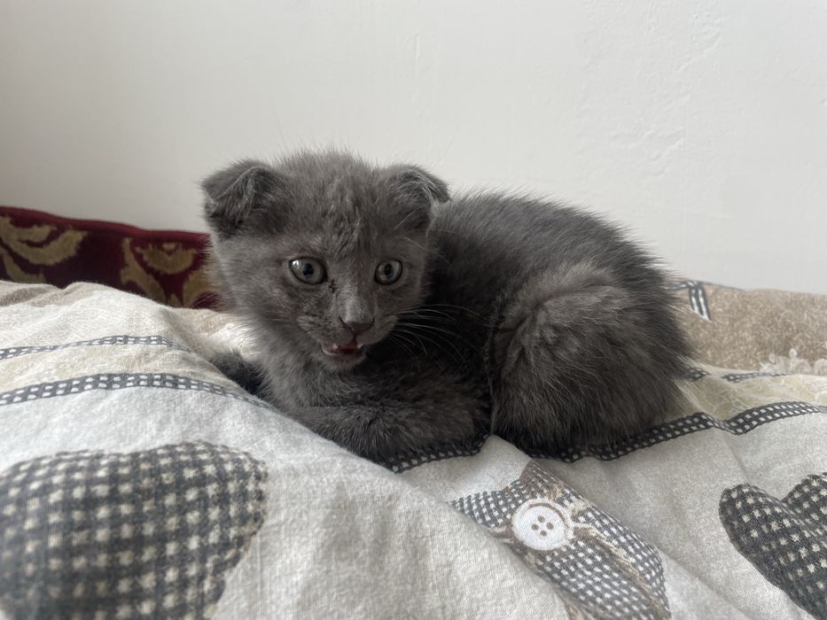 Серый котенок добрые руки