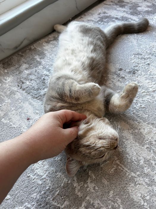 Котенок в добрые руки