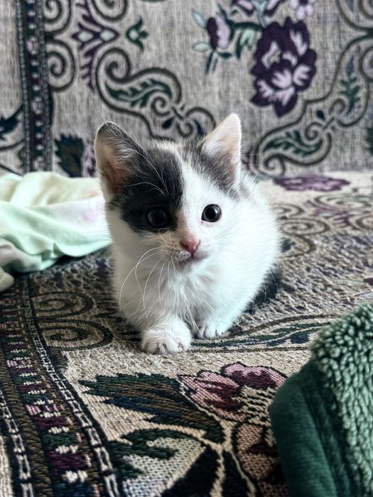 Котенок 1 месяц