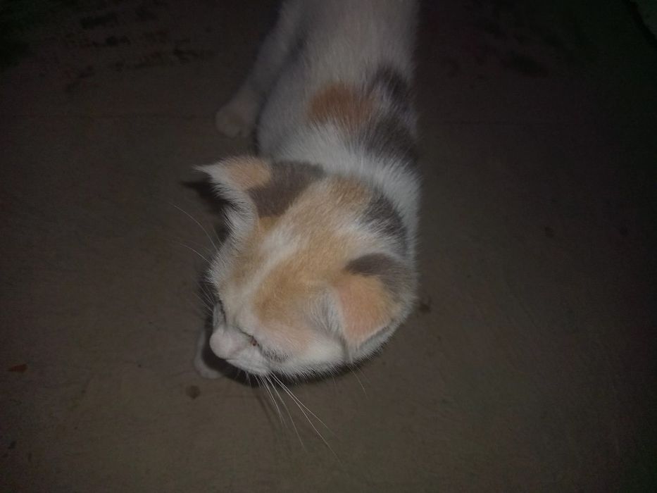 Parodyali mushuk bolachasi