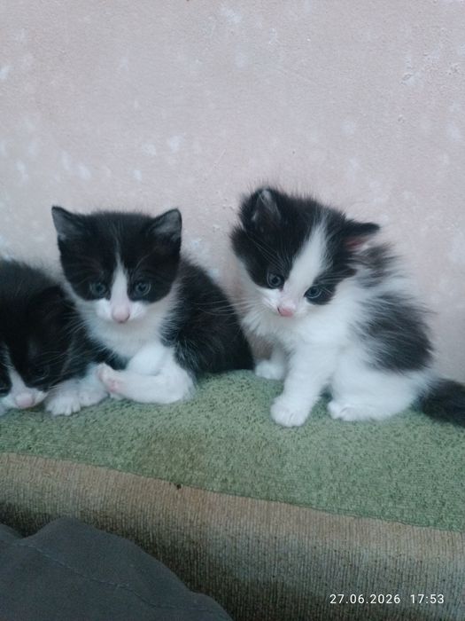 Отдам даром котят срочно