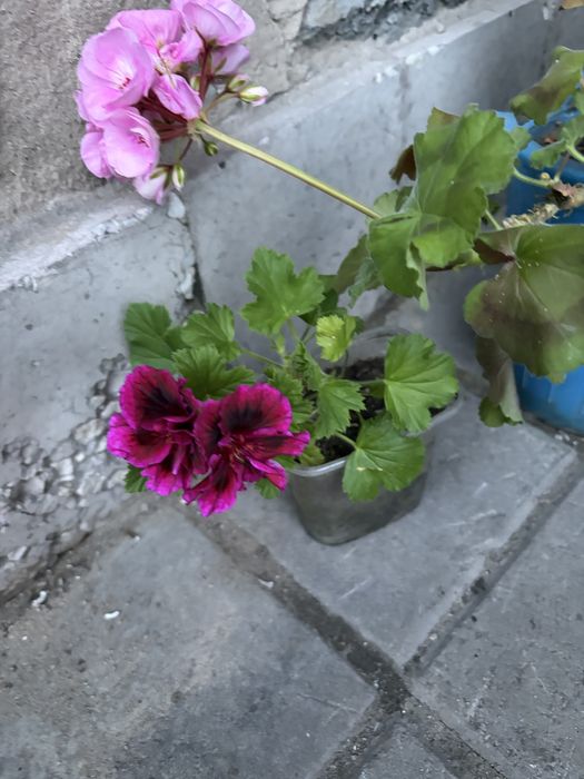 Продам сосенки и елочки