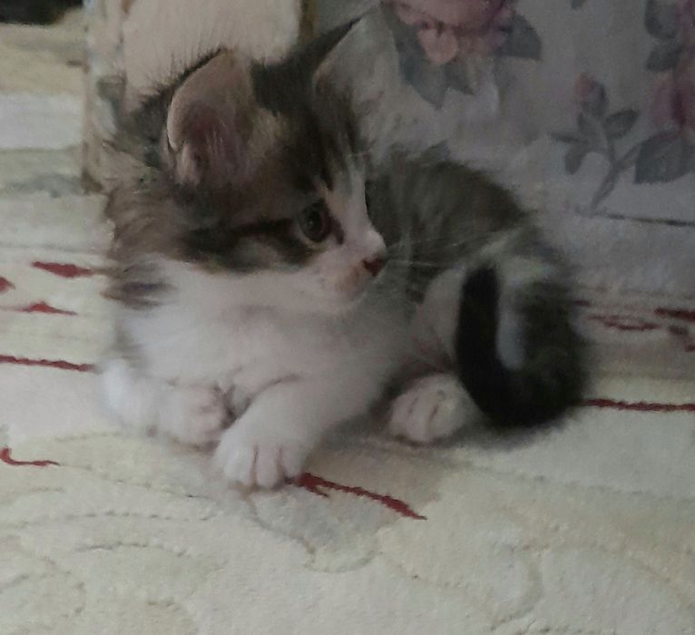 Котёнок  девочка