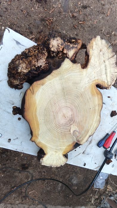 Rondele salcâm bubos