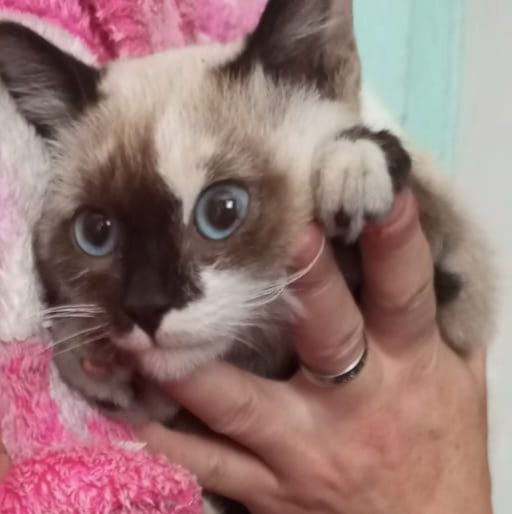 Отдам кошечку в добрый руки