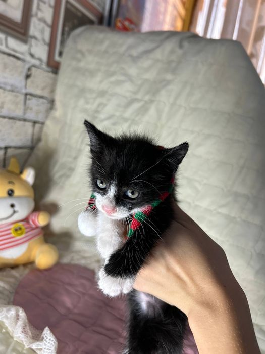 Котенки для продаж в заботливые руки