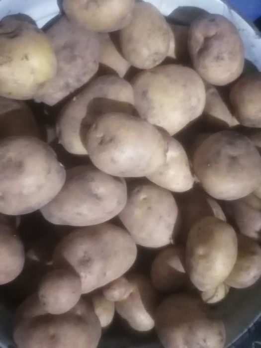 Сад, огород, дом