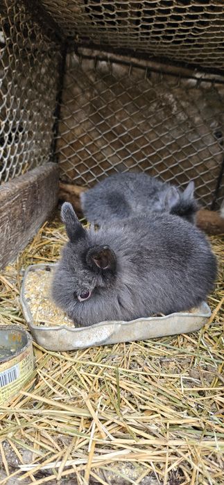 Iepurași cap de leu