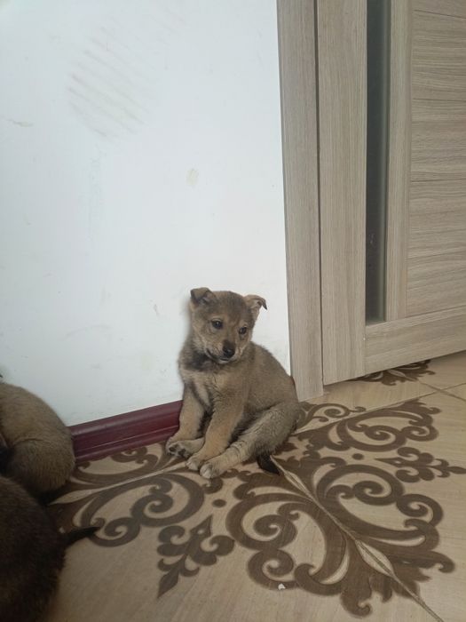 Срочно щенята ищут дом