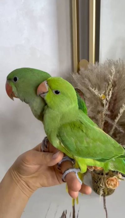 Ruchnoy totiqush sotiladi Toshkentda