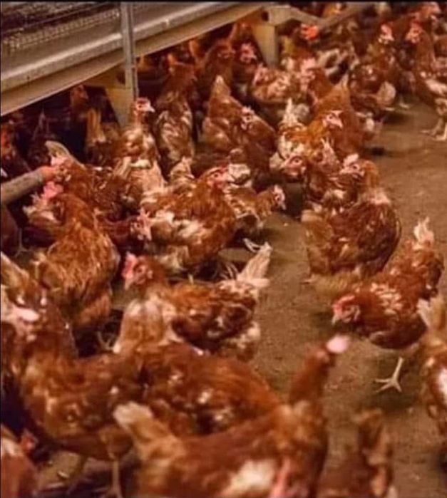 De vanzare gaini outoare