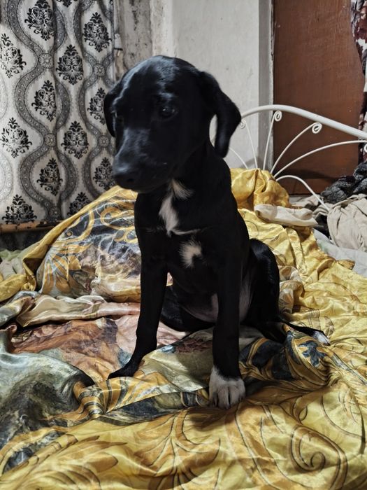 Шоколадные Лабрадоры