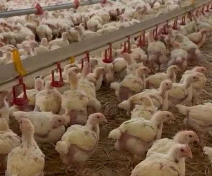 Puii albi de carne și puii porumbaci și roși  pentru comenzii .