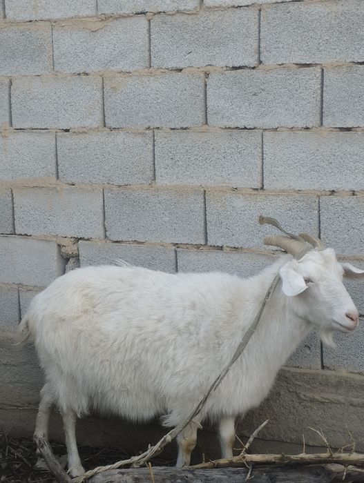 2 - Ешкі сатылады