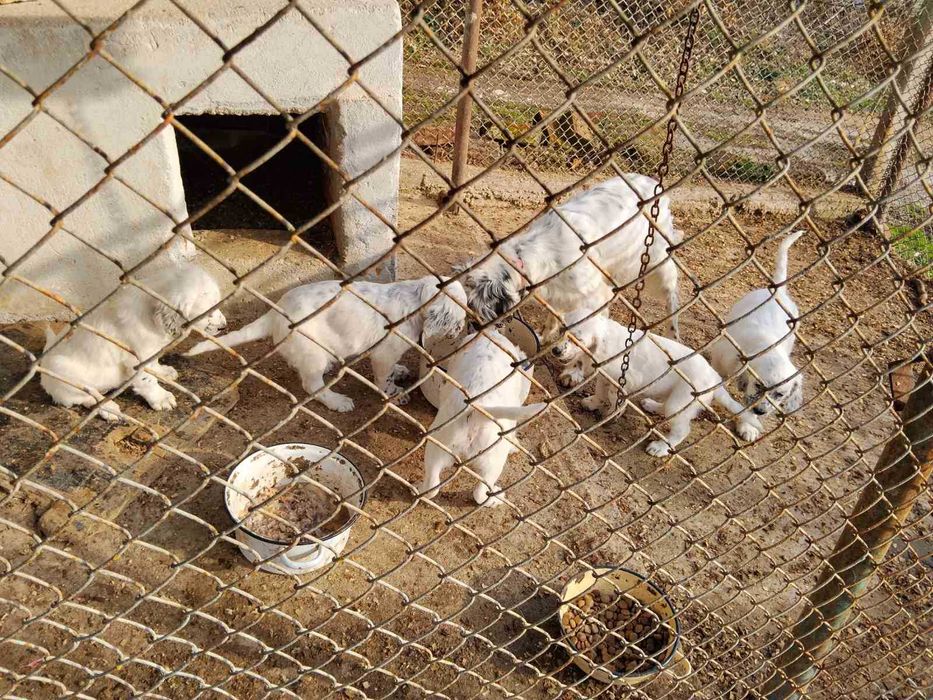 Английски сетерчета