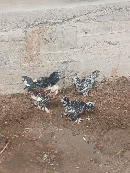 Karski yapochla sotladi