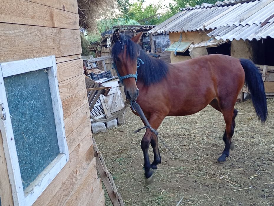 Vând noatină de 1 an și 3 luni
