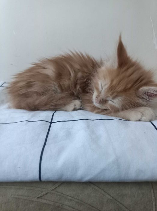 Мейн куун котенца