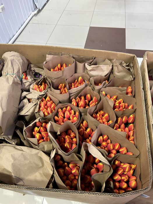 Люксовые Тюльпаны Предзаказ